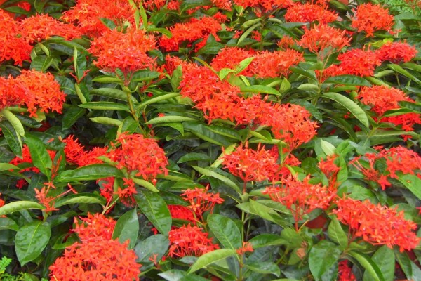 仙丹花的花语，寓意重获新生、争先恐后等