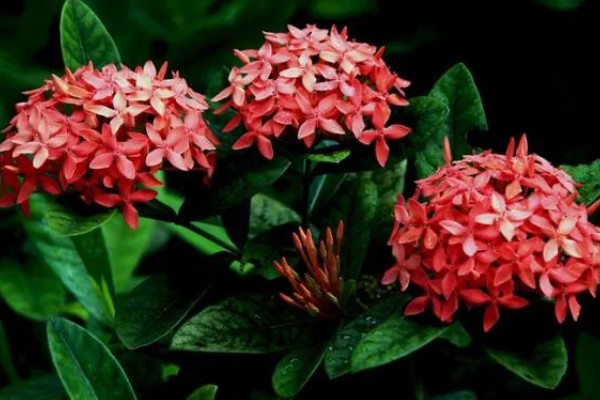 仙丹花的花语，寓意重获新生、争先恐后等