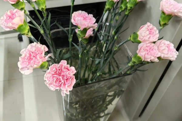 康乃馨冬季会被冻死吗，在北方露地过冬可能会死亡