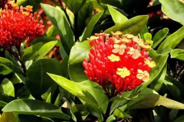 仙丹花的花语，寓意重获新生、争先恐后等