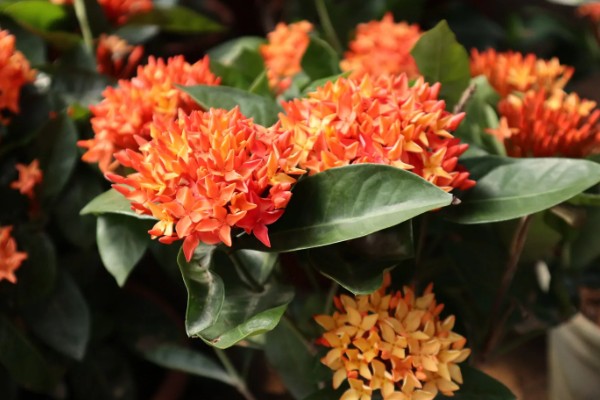 仙丹花的花语，寓意重获新生、争先恐后等