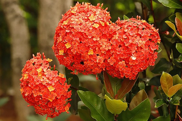 仙丹花的花语，寓意重获新生、争先恐后等