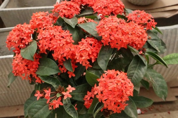 仙丹花的花语，寓意重获新生、争先恐后等