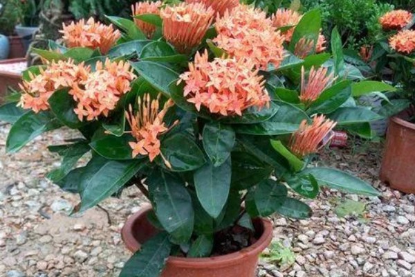 仙丹花的花语，寓意重获新生、争先恐后等