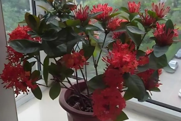 仙丹花的花语，寓意重获新生、争先恐后等