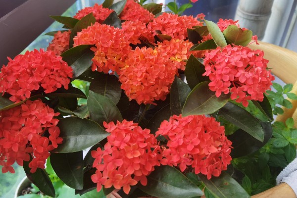 仙丹花的花语，寓意重获新生、争先恐后等