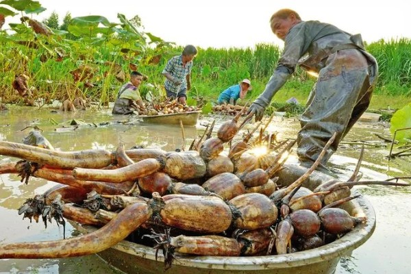 莲藕采收时有哪些注意事项，荷叶的叶背出现红色便可挖藕