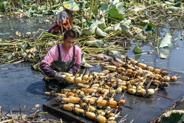 莲藕采收时有哪些注意事项，荷叶的叶背出现红色便可挖藕