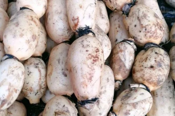 莲藕采收时有哪些注意事项，荷叶的叶背出现红色便可挖藕