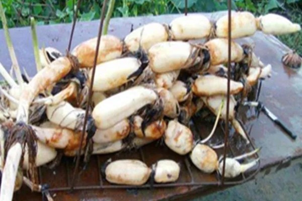 莲藕采收时有哪些注意事项，荷叶的叶背出现红色便可挖藕