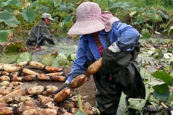 莲藕采收时有哪些注意事项，荷叶的叶背出现红色便可挖藕