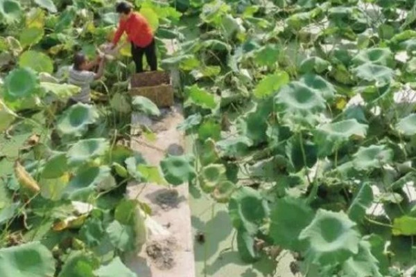 莲藕采收时有哪些注意事项，荷叶的叶背出现红色便可挖藕