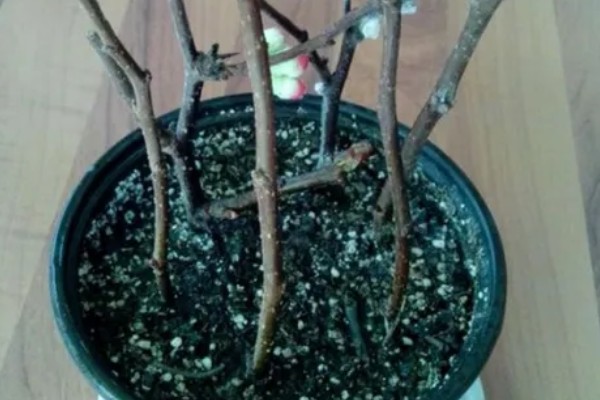 贴梗海棠怎么繁殖,有扦插、分株、播种等方式