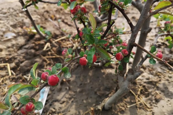 贴梗海棠怎么繁殖,有扦插、分株、播种等方式