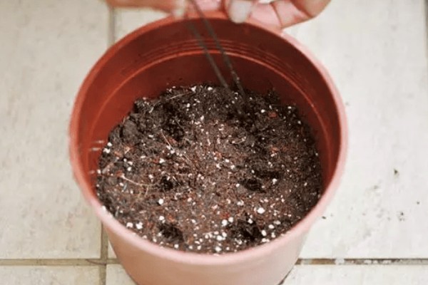 贴梗海棠怎么繁殖,有扦插、分株、播种等方式