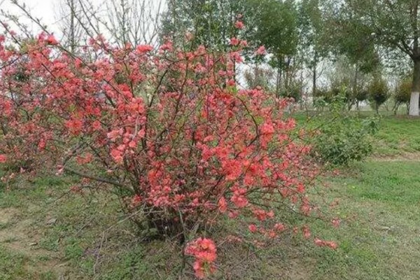 贴梗海棠怎么繁殖,有扦插、分株、播种等方式