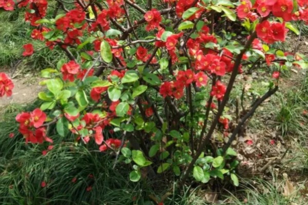 贴梗海棠怎么繁殖,有扦插、分株、播种等方式