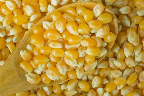 影响玉米种子发芽率降低的原因，可能是种子生产成熟度差所致