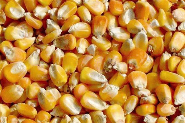 影响玉米种子发芽率降低的原因，可能是种子生产成熟度差所致