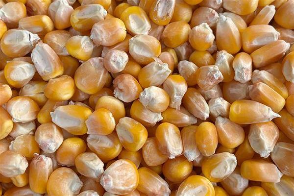 影响玉米种子发芽率降低的原因，可能是种子生产成熟度差所致