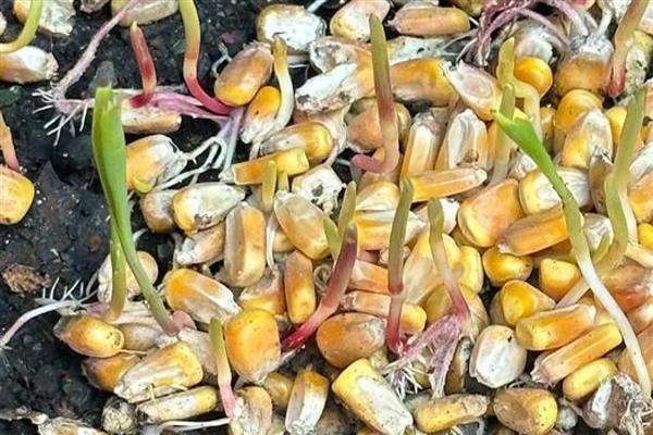 影响玉米种子发芽率降低的原因，可能是种子生产成熟度差所致