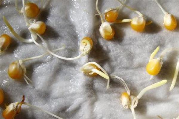 影响玉米种子发芽率降低的原因，可能是种子生产成熟度差所致