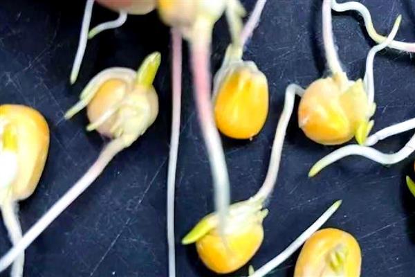 影响玉米种子发芽率降低的原因，可能是种子生产成熟度差所致