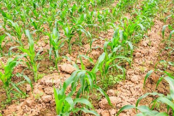 影响玉米种子发芽率降低的原因，可能是种子生产成熟度差所致