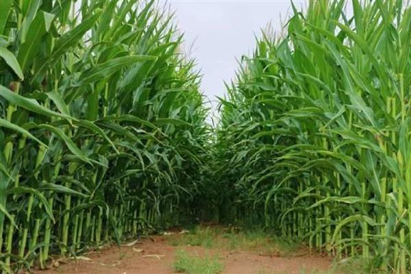 影响玉米种子发芽率降低的原因，可能是种子生产成熟度差所致