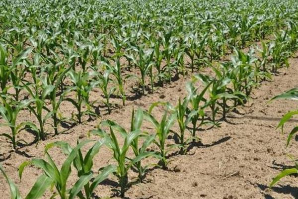 影响玉米种子发芽率降低的原因，可能是种子生产成熟度差所致