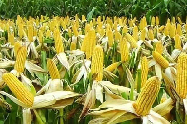 影响玉米种子发芽率降低的原因，可能是种子生产成熟度差所致