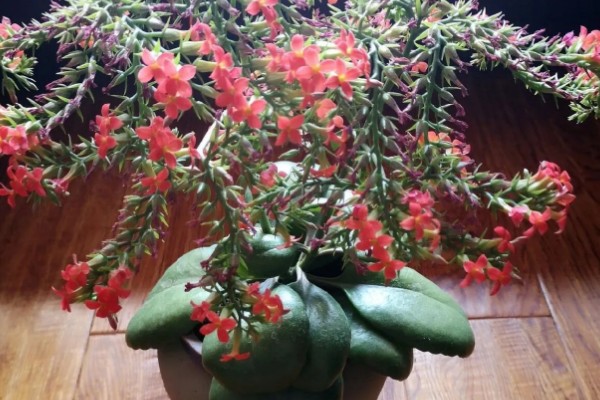 为什么凤尾长寿花那么贵，其对环境温度、光照等要求高