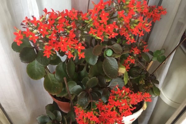 为什么凤尾长寿花那么贵，其对环境温度、光照等要求高