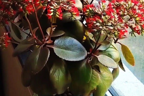 为什么凤尾长寿花那么贵，其对环境温度、光照等要求高