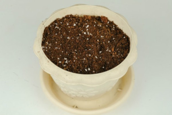 为什么凤尾长寿花那么贵，其对环境温度、光照等要求高