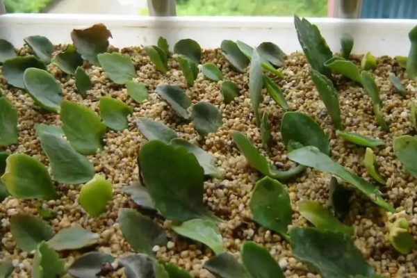 为什么凤尾长寿花那么贵，其对环境温度、光照等要求高