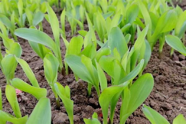 玉米苗被水淹了怎么处理,需及时排水