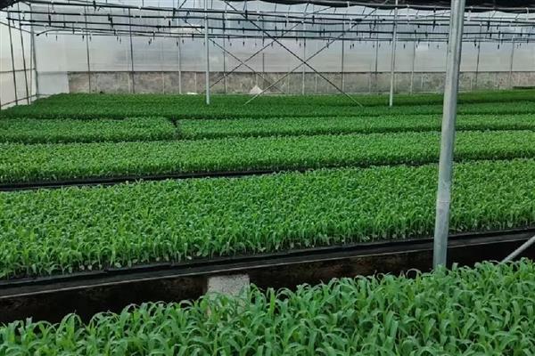 玉米苗被水淹了怎么处理,需及时排水