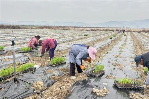 玉米苗被水淹了怎么处理,需及时排水