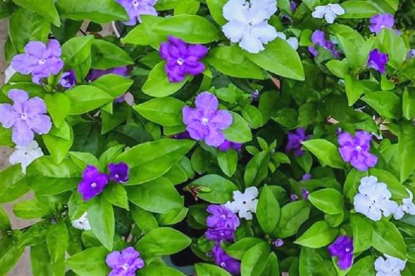 双色茉莉的作用，可供观赏也可净化空气