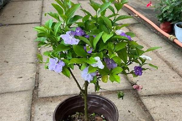 双色茉莉的作用，可供观赏也可净化空气