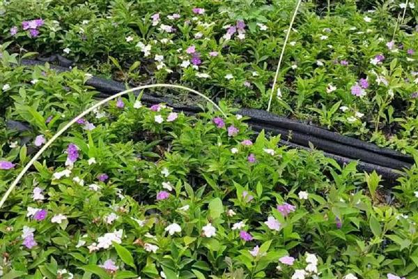 双色茉莉的作用，可供观赏也可净化空气