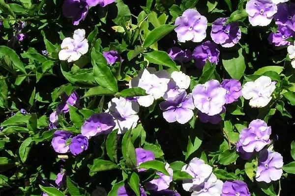 双色茉莉的作用，可供观赏也可净化空气