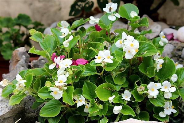 双色茉莉的作用，可供观赏也可净化空气