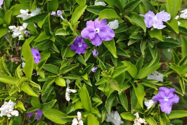 双色茉莉的作用，可供观赏也可净化空气