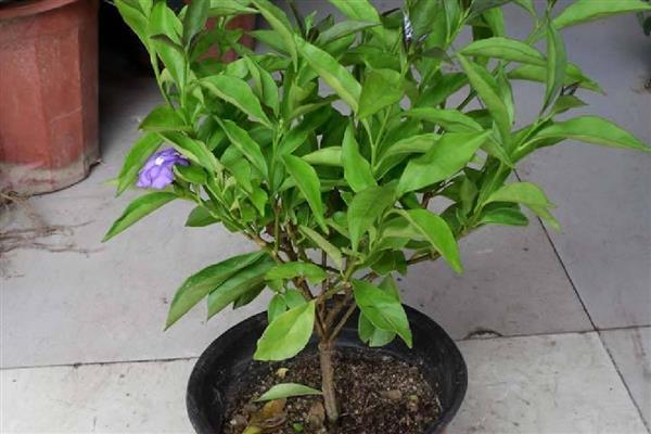 双色茉莉的作用，可供观赏也可净化空气