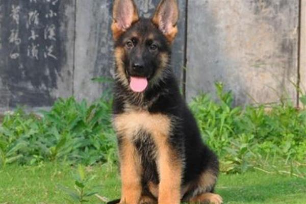 判断纯血小德牧的方法，可以从身高体重、背部线条等方面做鉴别