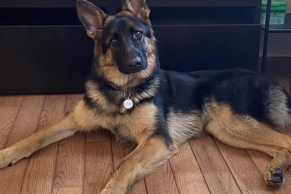 判断纯血小德牧的方法，可以从身高体重、背部线条等方面做鉴别