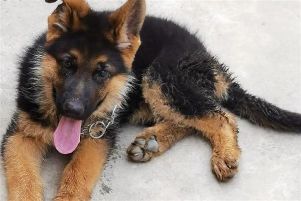 判断纯血小德牧的方法，可以从身高体重、背部线条等方面做鉴别