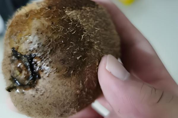 猕猴桃烂了有什么变化，外表颜色会逐渐变成黑色